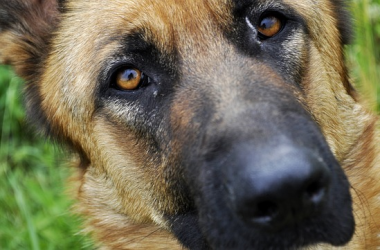hund